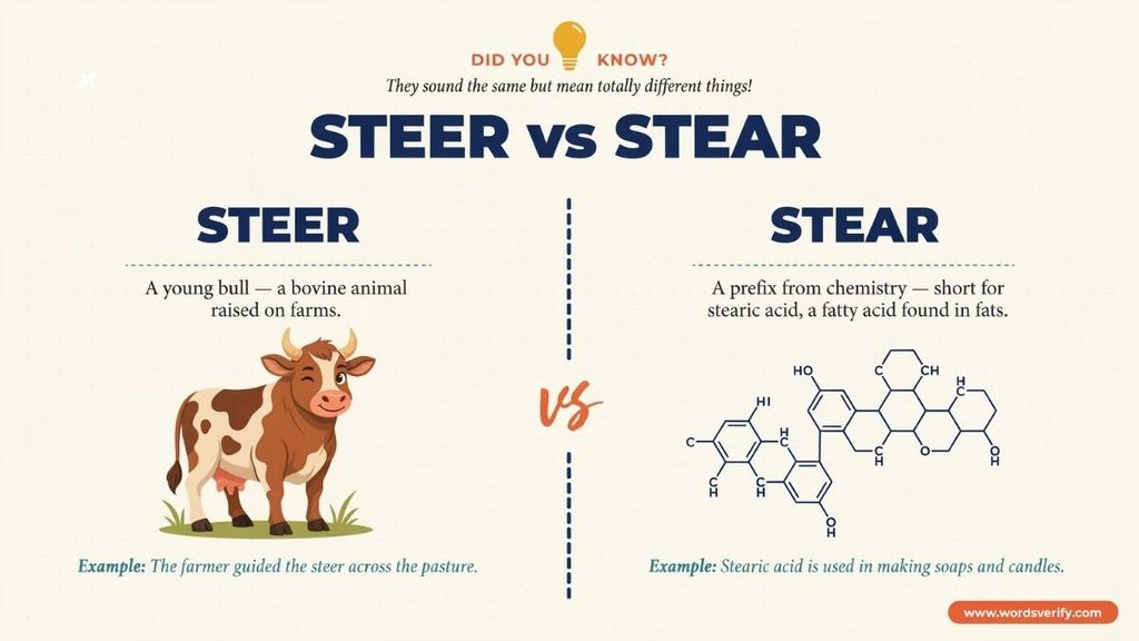 What Does Steer Mean as a Noun?